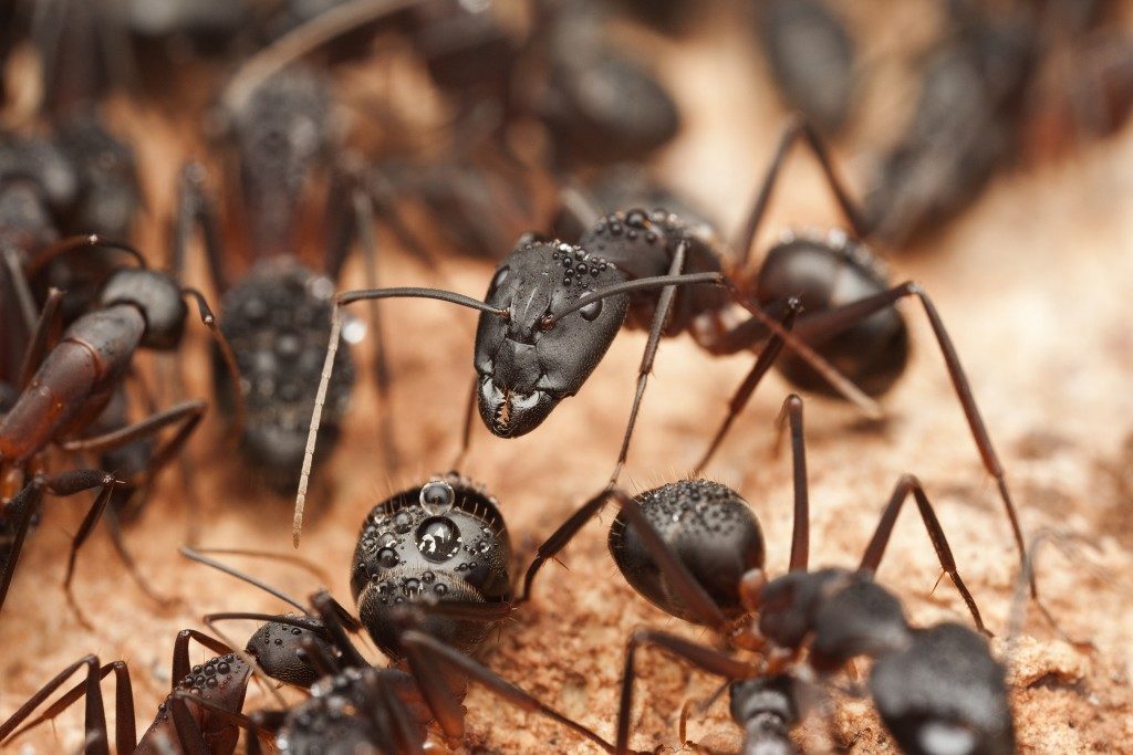 Colony of ants