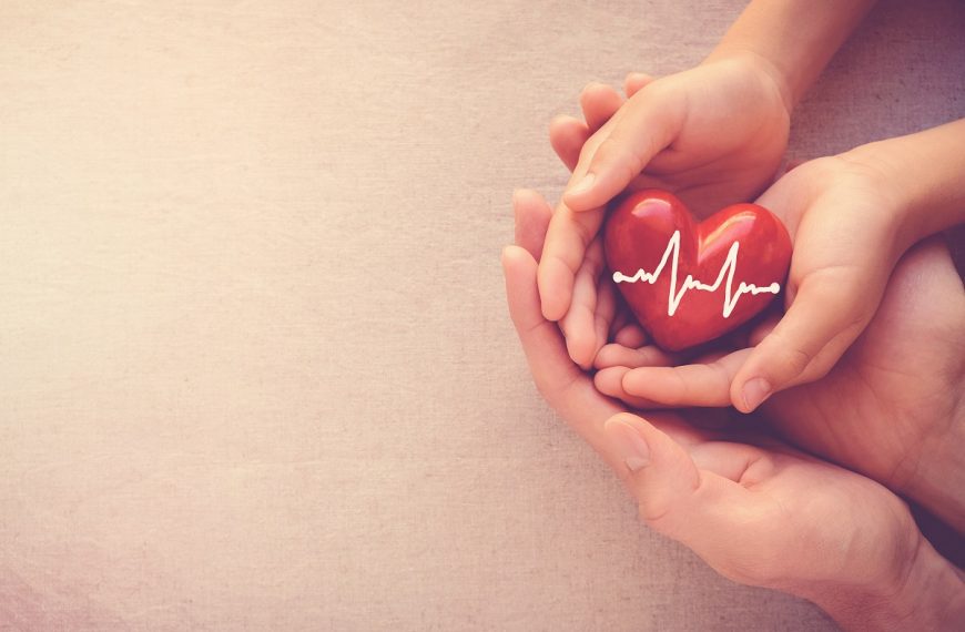 heart model held by two hands