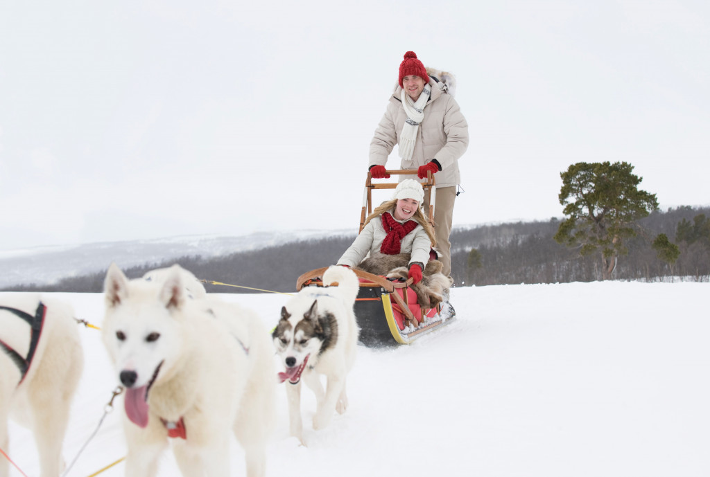 dog sledding with huskies pulling a carriage down a slope